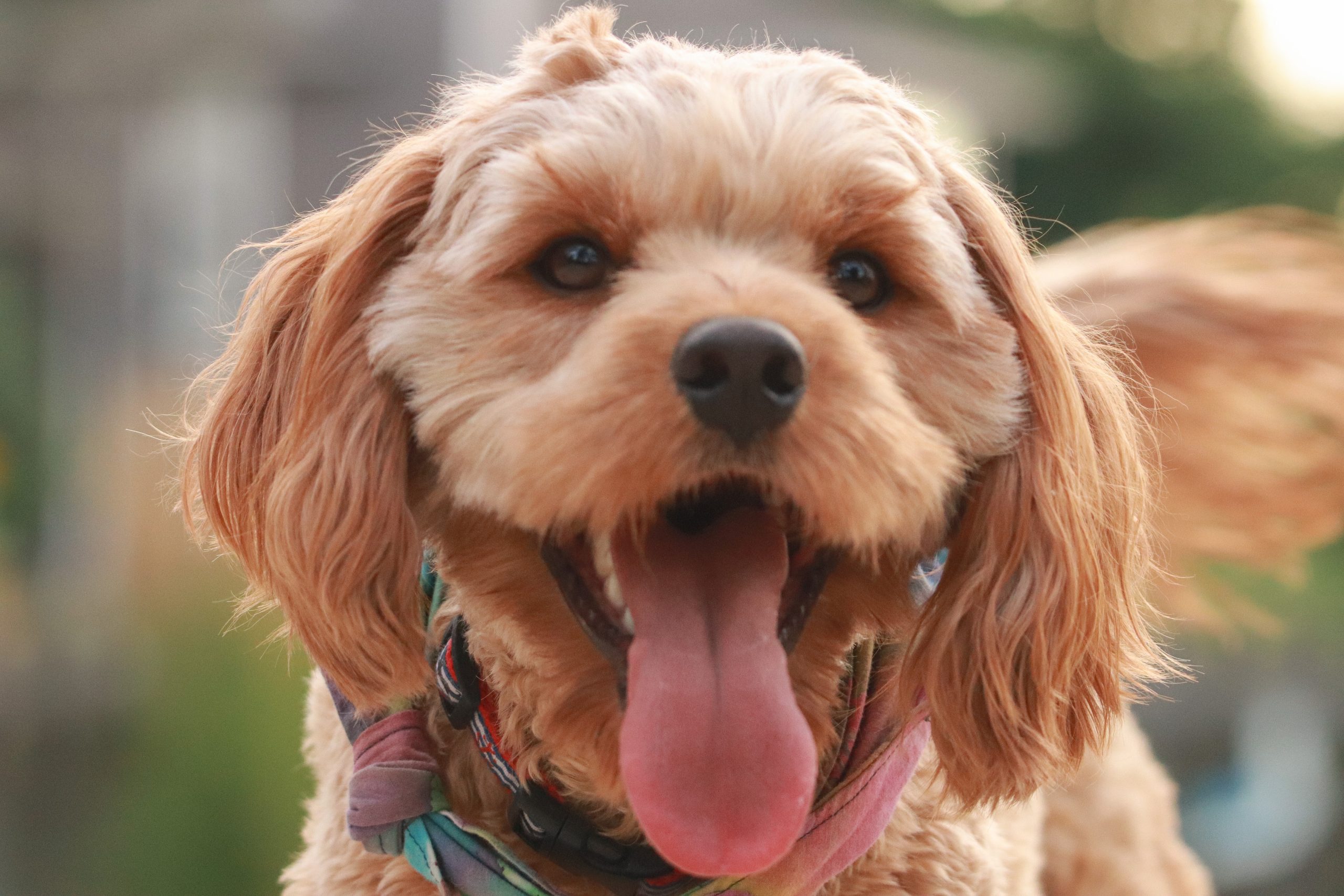Mary Mac's Doggie Retreat - Image 1